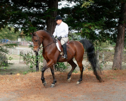 HorseID: 2305059 Bon Iver - PhotoID: 1088371