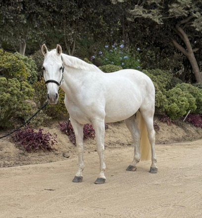 HorseID: 2305061 Zarabella - PhotoID: 1088279