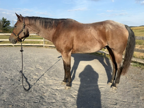 HorseID: 2305063 Kids Classic Western - PhotoID: 1088281