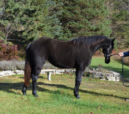 HorseID: 2305064 Apricity - PhotoID: 1088280