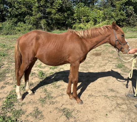 HorseID: 2305066 Waffles - PhotoID: 1088286