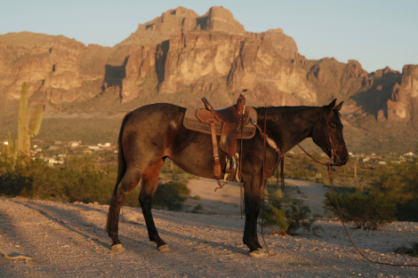 HorseID: 2305067 Streak of insanity - PhotoID: 1088287