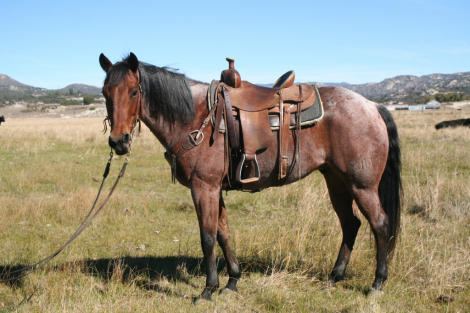 HorseID: 2305069 Coz a Nic 22 - PhotoID: 1088589