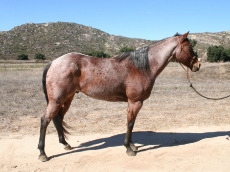 HorseID: 2305069 Coz a Nic 22 - PhotoID: 1088591