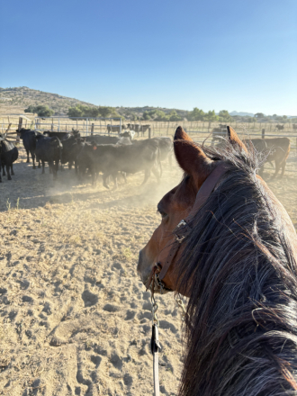 HorseID: 2305069 Coz a Nic 22 - PhotoID: 1088592