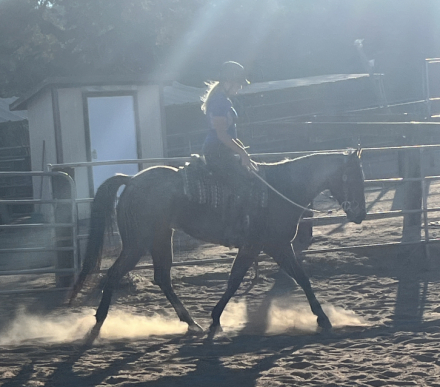 HorseID: 2305069 Coz a Nic 22 - PhotoID: 1088590