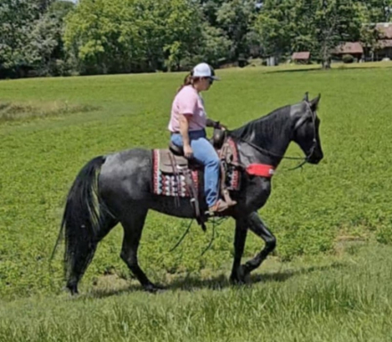 HorseID: 2305070 Luna Azul Dolce - PhotoID: 1088603