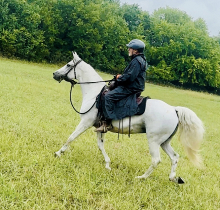 HorseID: 2305071 Silverado Country Rose L - PhotoID: 1088292