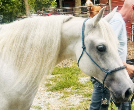 HorseID: 2305071 Silverado Country Rose L - PhotoID: 1088293