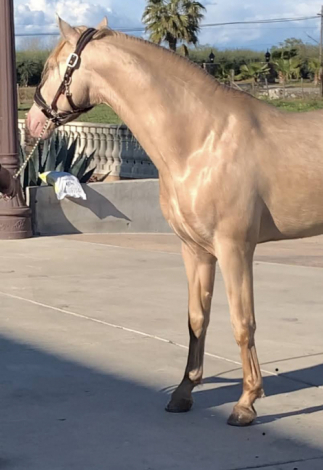 HorseID: 2305074 Elegante yl - PhotoID: 1088296