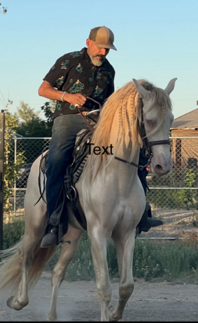 HorseID: 2305074 Elegante yl - PhotoID: 1088297