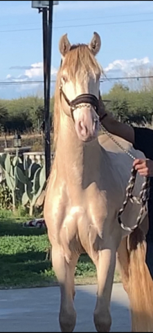 HorseID: 2305074 Elegante yl - PhotoID: 1088298