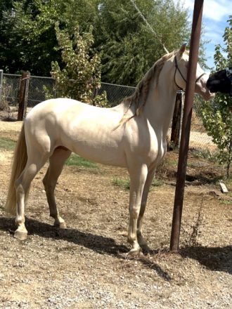 HorseID: 2305074 Elegante yl - PhotoID: 1088299