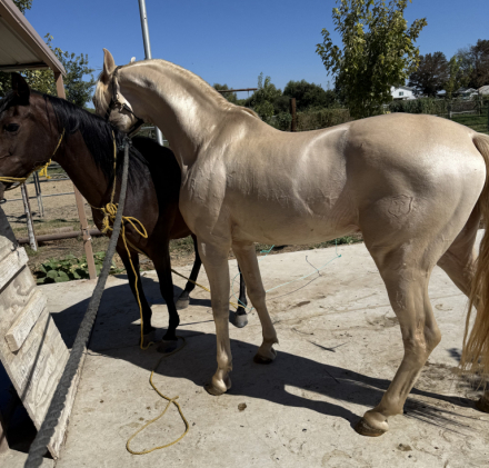 HorseID: 2305074 Elegante yl - PhotoID: 1088300