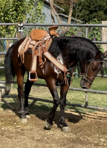 HorseID: 2305075 Carpintero YA - PhotoID: 1088301