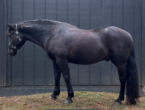 HorseID: 2305079 Zorro - PhotoID: 1088302