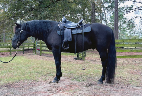 HorseID: 2305079 Zorro - PhotoID: 1088303