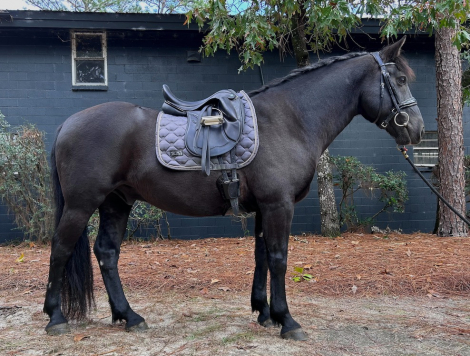 HorseID: 2305079 Zorro - PhotoID: 1088304