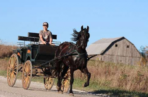 HorseID: 2305080 A Good Reputation - PhotoID: 1088305