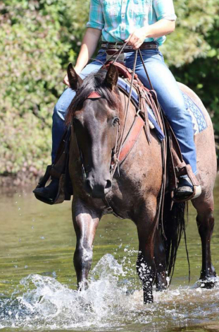 HorseID: 2305081 Wisemans Dreamer - PhotoID: 1088306