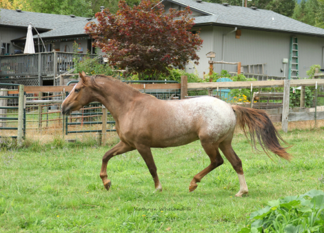 HorseID: 2305084 SS Tally that Win - PhotoID: 1088328