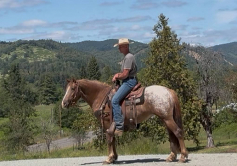 HorseID: 2305084 SS Tally that Win - PhotoID: 1088329