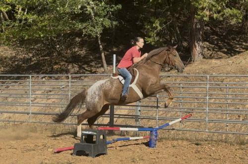 HorseID: 2305084 SS Tally that Win - PhotoID: 1088330