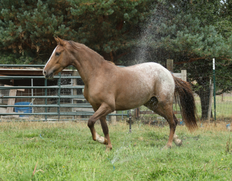 HorseID: 2305084 SS Tally that Win - PhotoID: 1088331