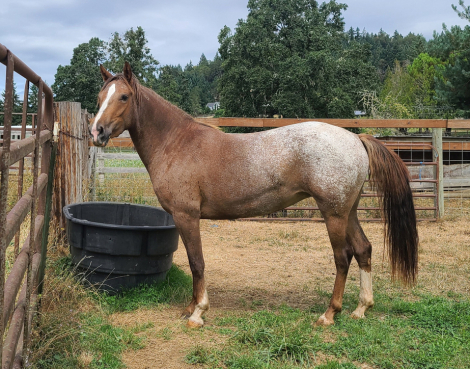 HorseID: 2305084 SS Tally that Win - PhotoID: 1088348