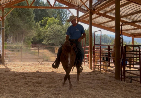 HorseID: 2305084 SS Tally that Win - PhotoID: 1088349