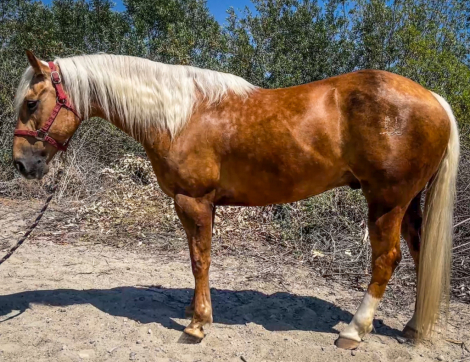 HorseID: 2305086 MULLIN JACK LARA 2 - PhotoID: 1088363