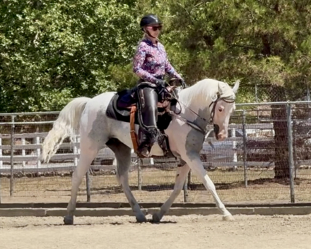 HorseID: 2305087 Midnight Ruckus - PhotoID: 1088332