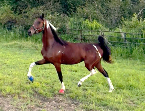 HorseID: 2305089 Spottaco - PhotoID: 1088333