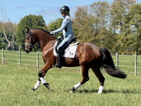 HorseID: 2305090 Queenie - PhotoID: 1088334