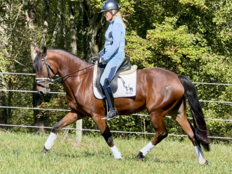 HorseID: 2305090 Queenie - PhotoID: 1088335