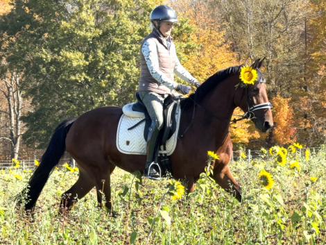 HorseID: 2305090 Queenie - PhotoID: 1088336