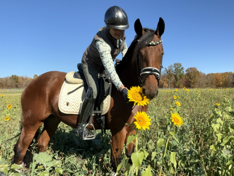 HorseID: 2305090 Queenie - PhotoID: 1088337