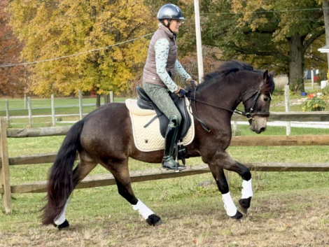 HorseID: 2305091 Frodo - PhotoID: 1088338