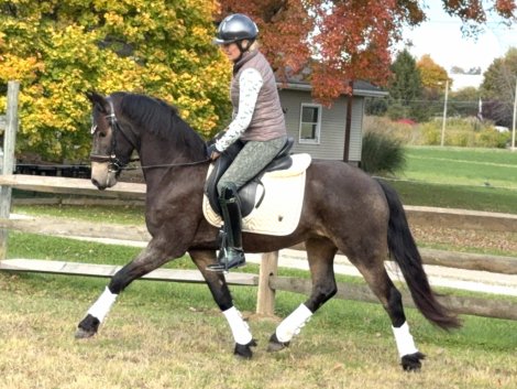 HorseID: 2305091 Frodo - PhotoID: 1088339