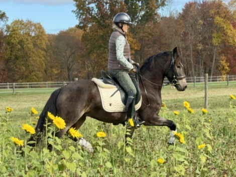 HorseID: 2305091 Frodo - PhotoID: 1088340