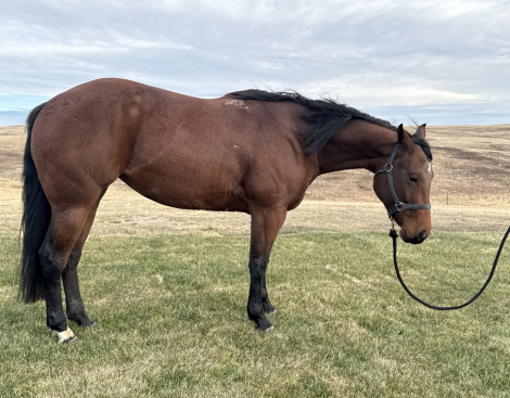 HorseID: 2305092 Caroline Jewel - PhotoID: 1088342