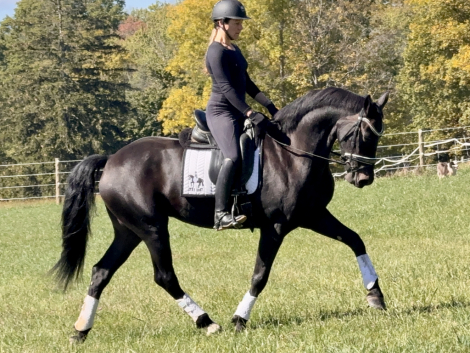 HorseID: 2305093 Chasseur - PhotoID: 1088343