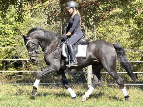 HorseID: 2305093 Chasseur - PhotoID: 1088344
