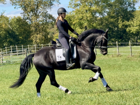 HorseID: 2305093 Chasseur - PhotoID: 1088345