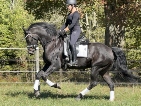 HorseID: 2305093 Chasseur - PhotoID: 1088346