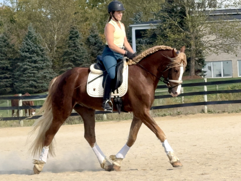 HorseID: 2305095 Christobalito - PhotoID: 1088350