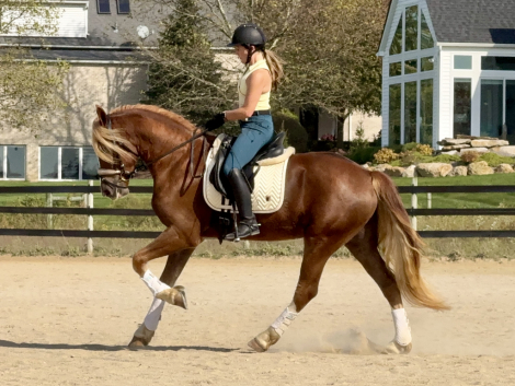 HorseID: 2305095 Christobalito - PhotoID: 1088351