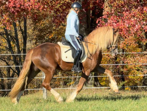 HorseID: 2305095 Christobalito - PhotoID: 1088352