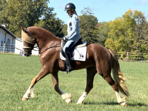 HorseID: 2305095 Christobalito - PhotoID: 1088353