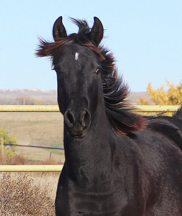 HorseID: 2305098 Xaden BEC - PhotoID: 1088354